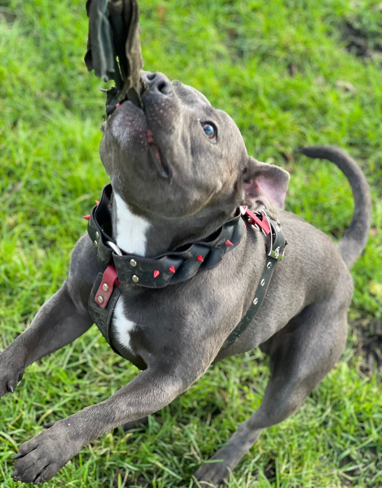 Double Braided Spike Harness