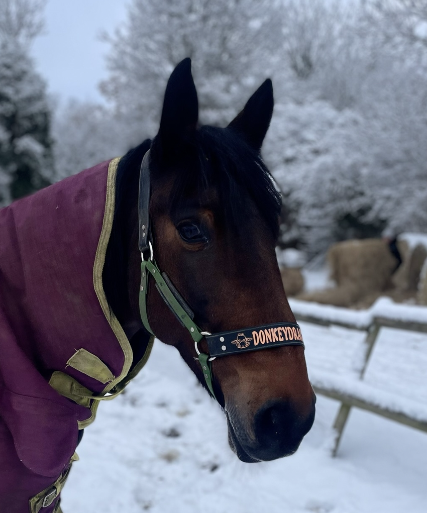 PQuine - Biothane Headcollar