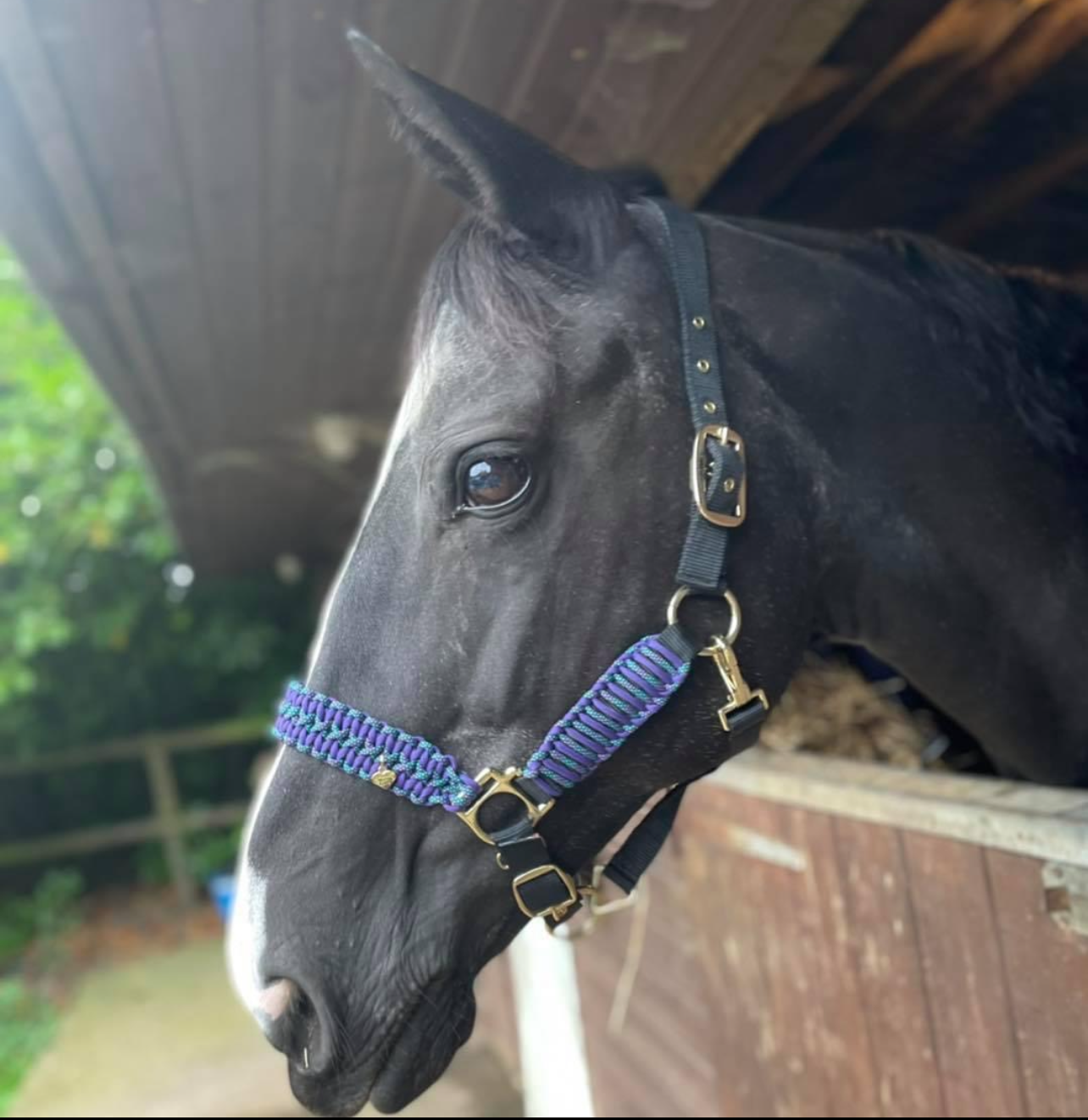 PQuine - Paracord Headcollar