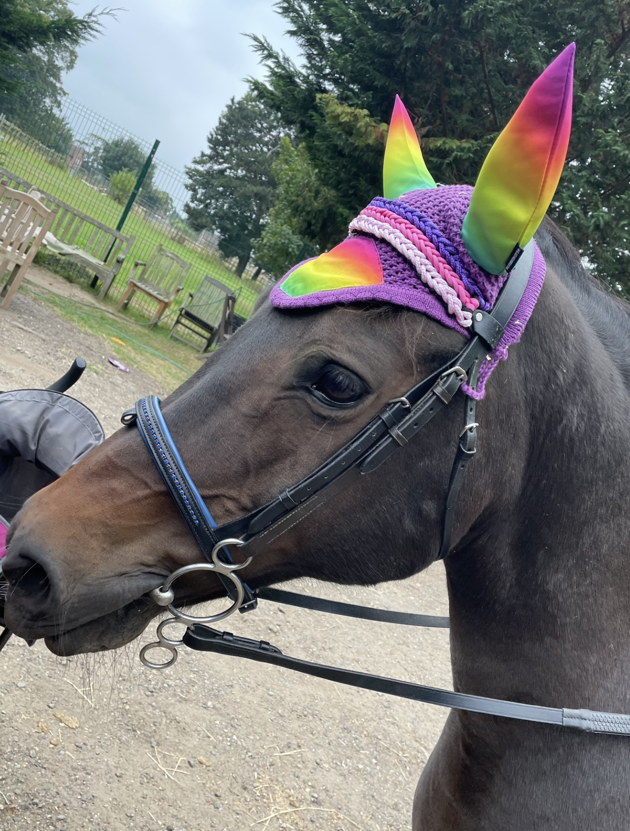 PQuine - Browband