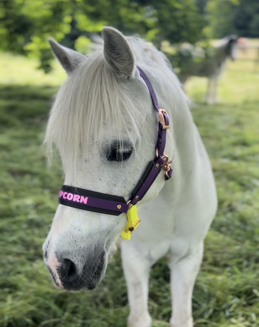 PQuine - Biothane Headcollar