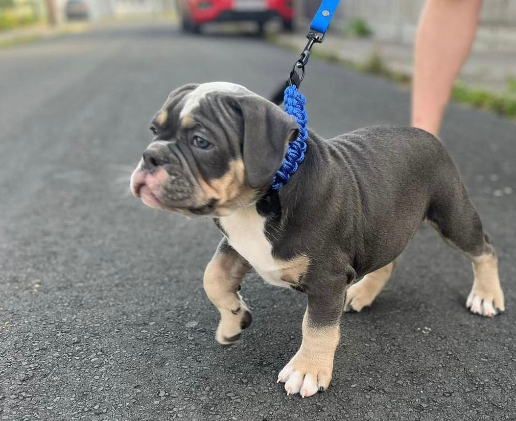 Paracord Collar