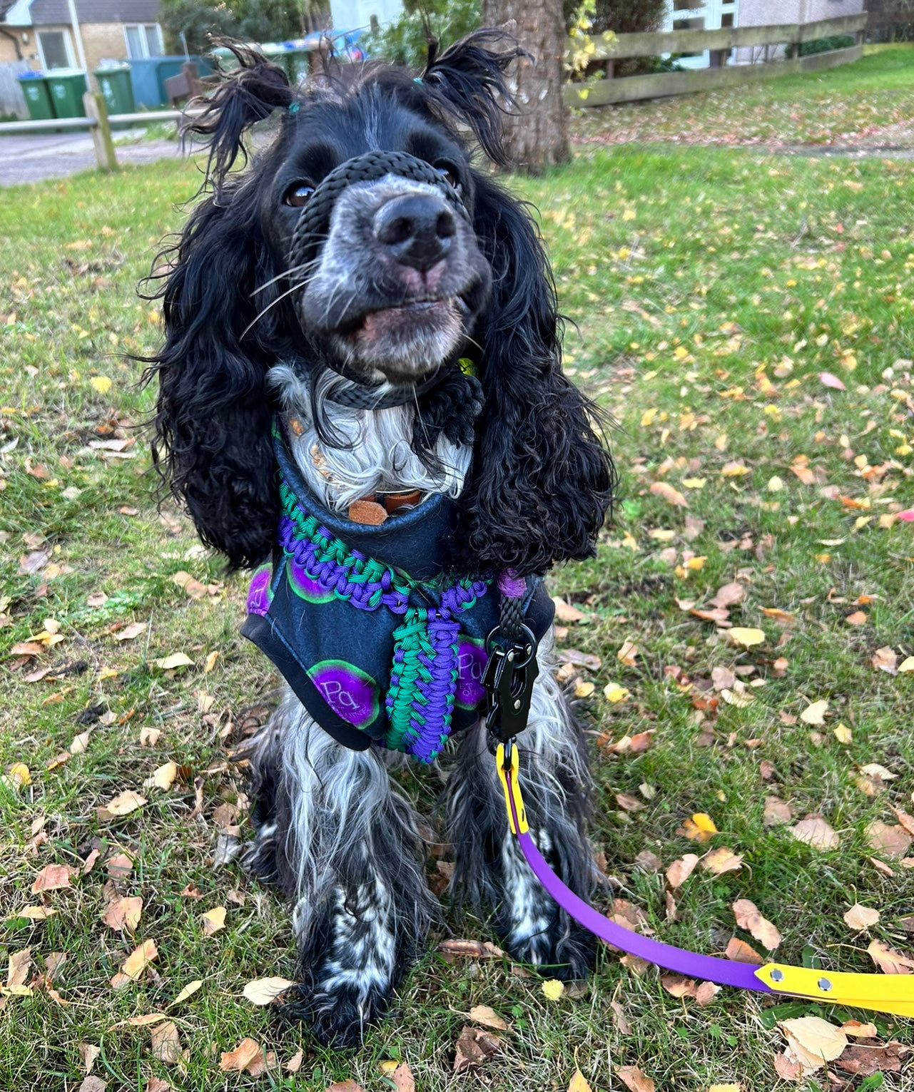 Paracord Harness