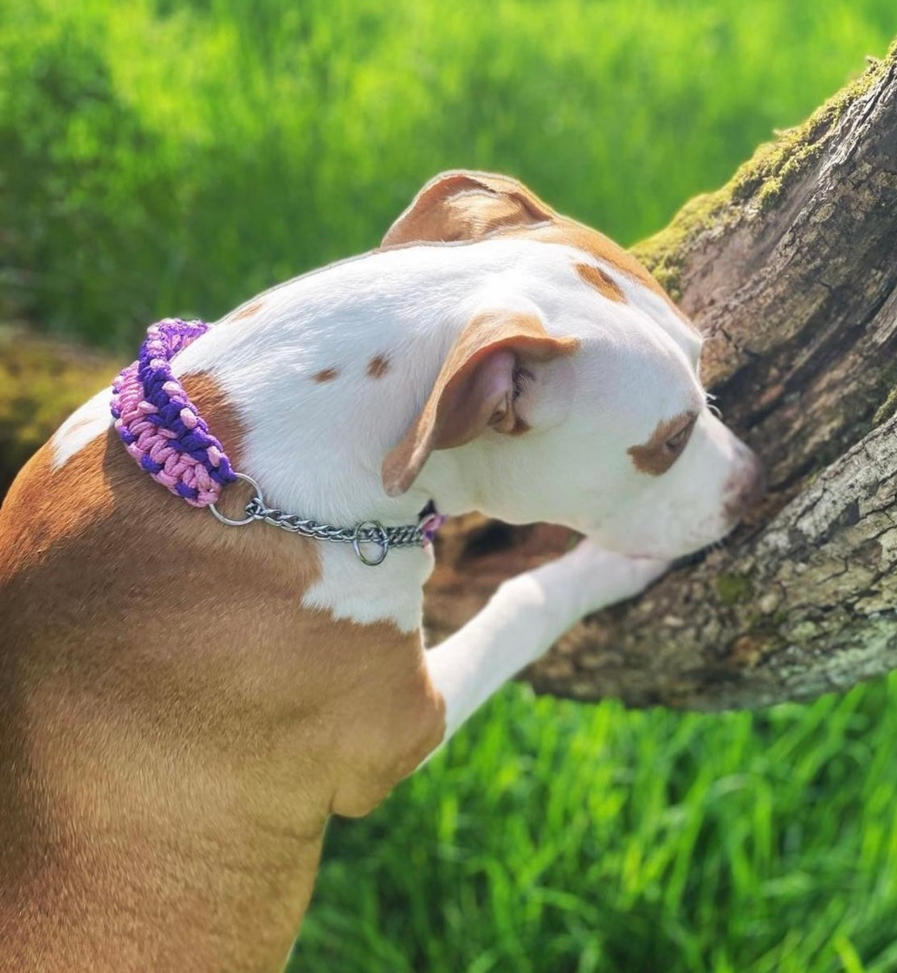 Paracord Half Cheek Martingale